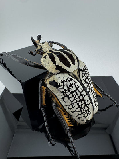 Goliathus goliatus meleagris VI.2025 Goliathus goliatus meleagris