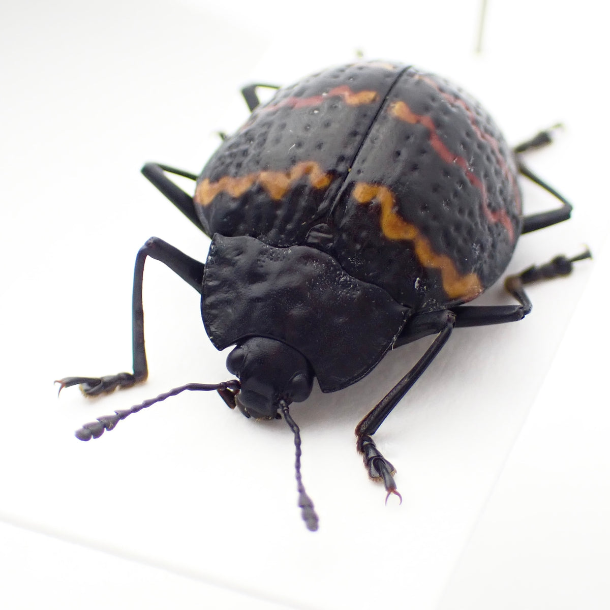🇵🇪A species of pleasing fungus beetle, Erotylus voeti, specimen on a mounting card
