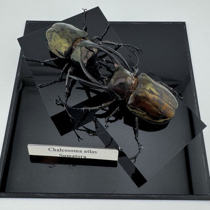 Chalcosoma atlas 2025 Atlas Beetle
