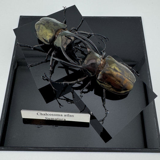 Chalcosoma atlas 2025 Atlas Beetle