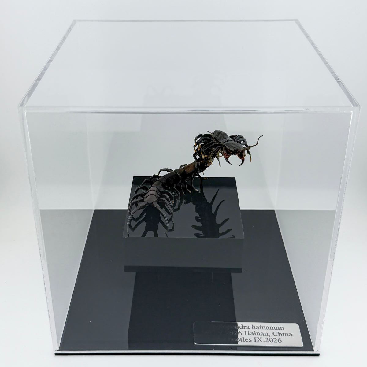 ハイナンブラックタイガーレッグ Scolopendra hainanum IX.2026