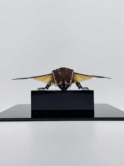 Mecynorhina ugandensis (Ugandan flower beetle)