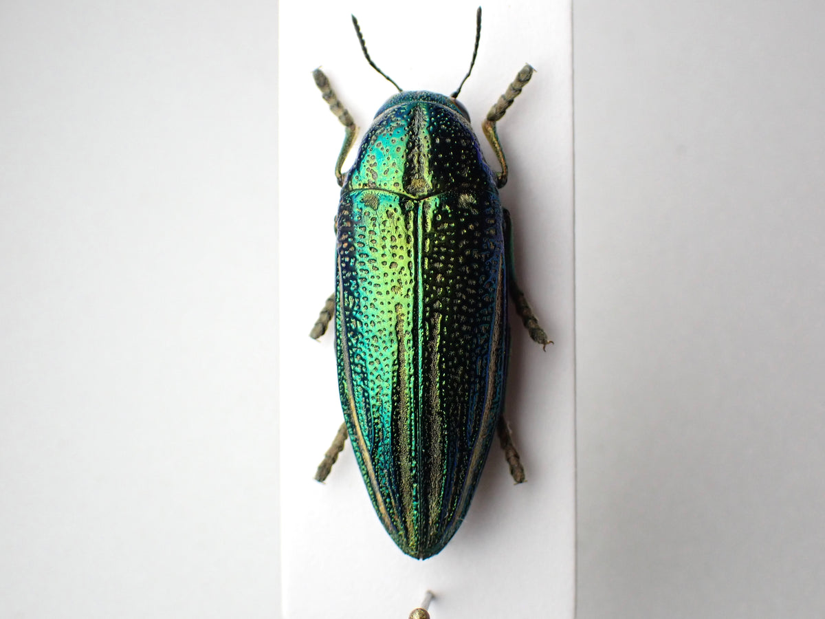 🇹🇿 Amblysterna natarensis, mounted specimen