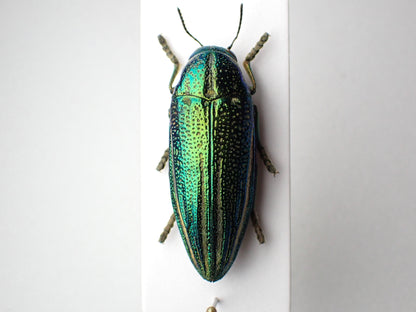 🇹🇿 Amblysterna natarensis, mounted specimen