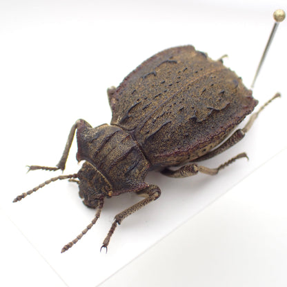 🇦🇷 A species of dung beetle, *Entomoderes draco*, mounted specimen