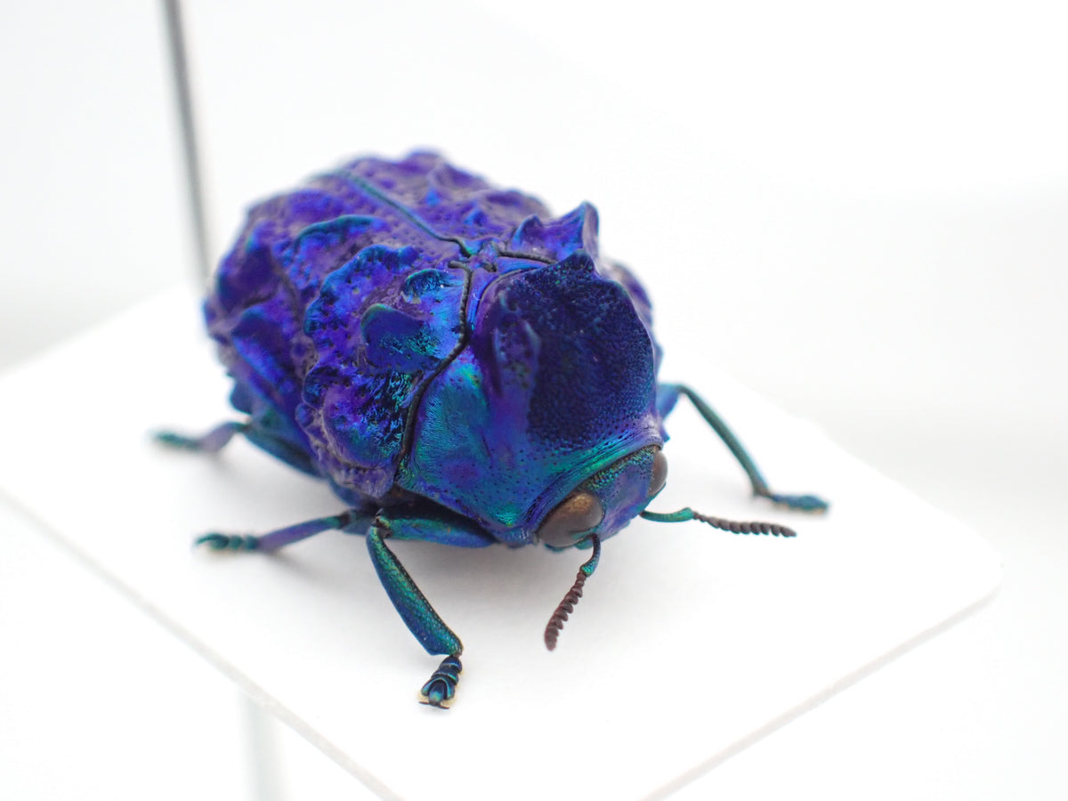 Platypria mianningensis - pinned specimen A2