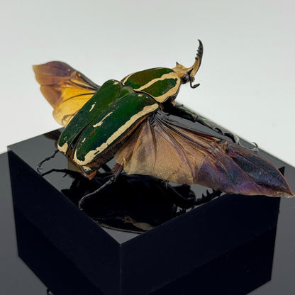 Mecynorhina torquata poggei (torquata flower beetle)