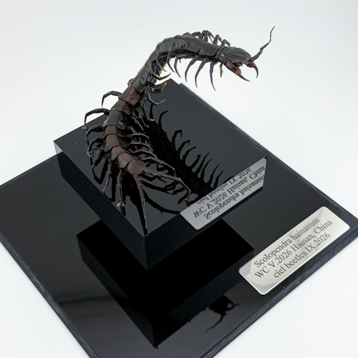 ハイナンブラックタイガーレッグ Scolopendra hainanum IX.2026
