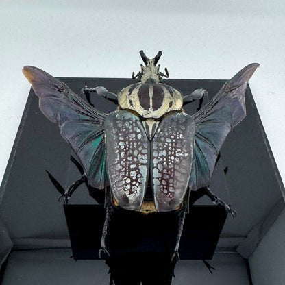 Goliathus goliatus meleagris VI.2025 Goliath Beetle