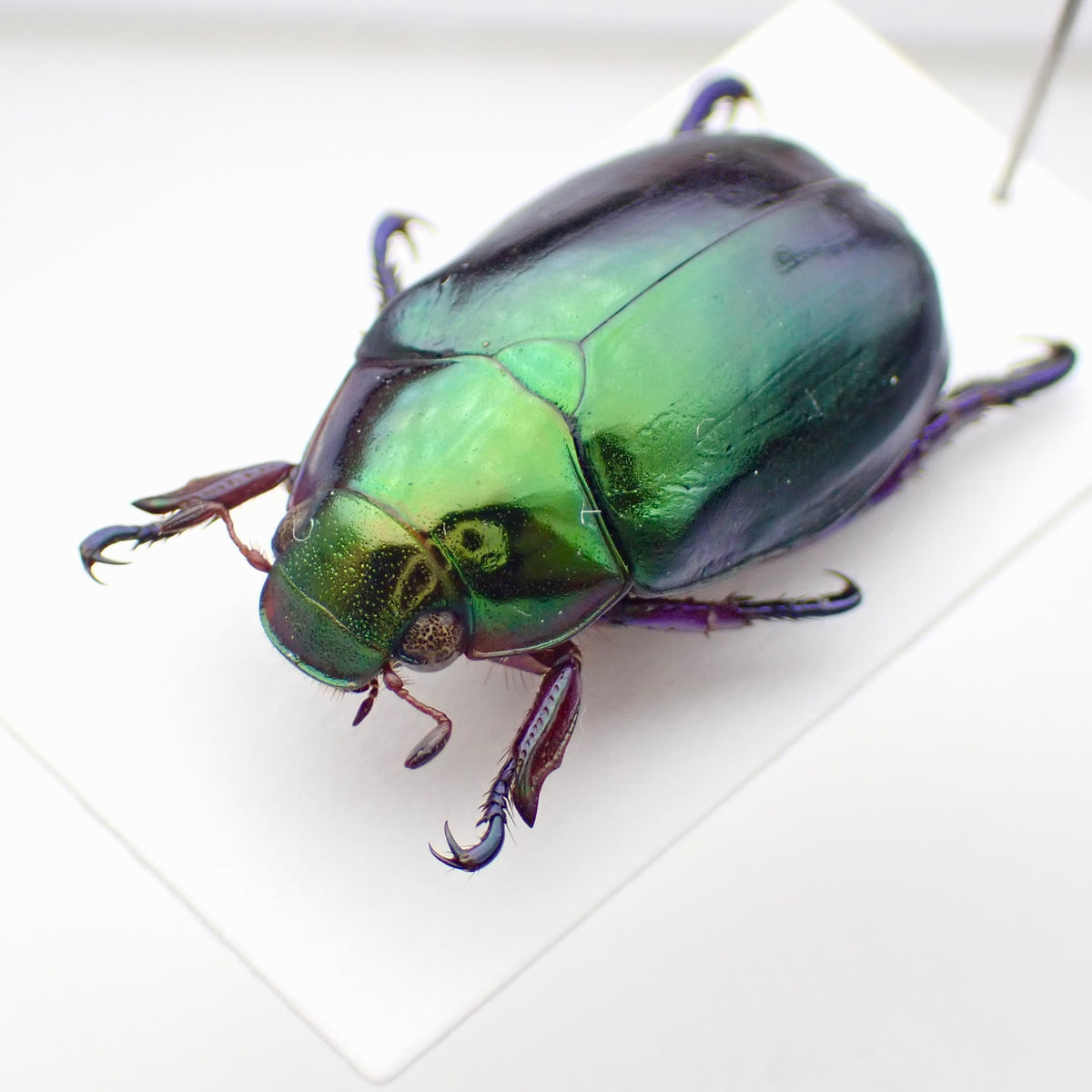 🇦🇺A species of scarab beetle, *Repsimus aeneus*, mounted specimen