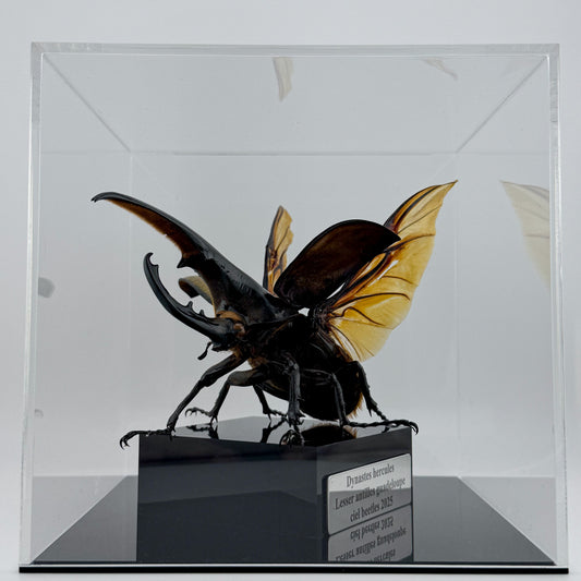 Dynastes hercules XI.2025 Hercules Beetle
