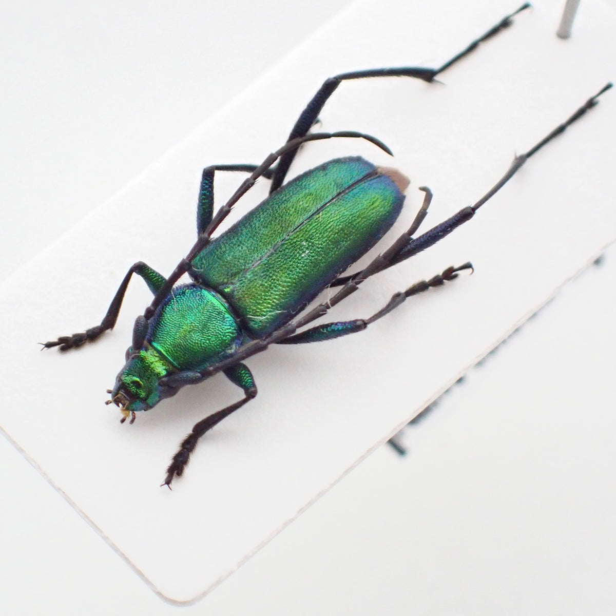 🇵🇪Beautiful Green Longhorn Beetle, Chrysoprasis sp., Mounted Specimen