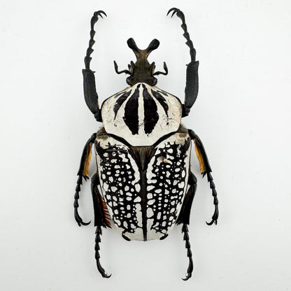 Goliathus goliatus meleagris VI.2025 Goliath Beetle