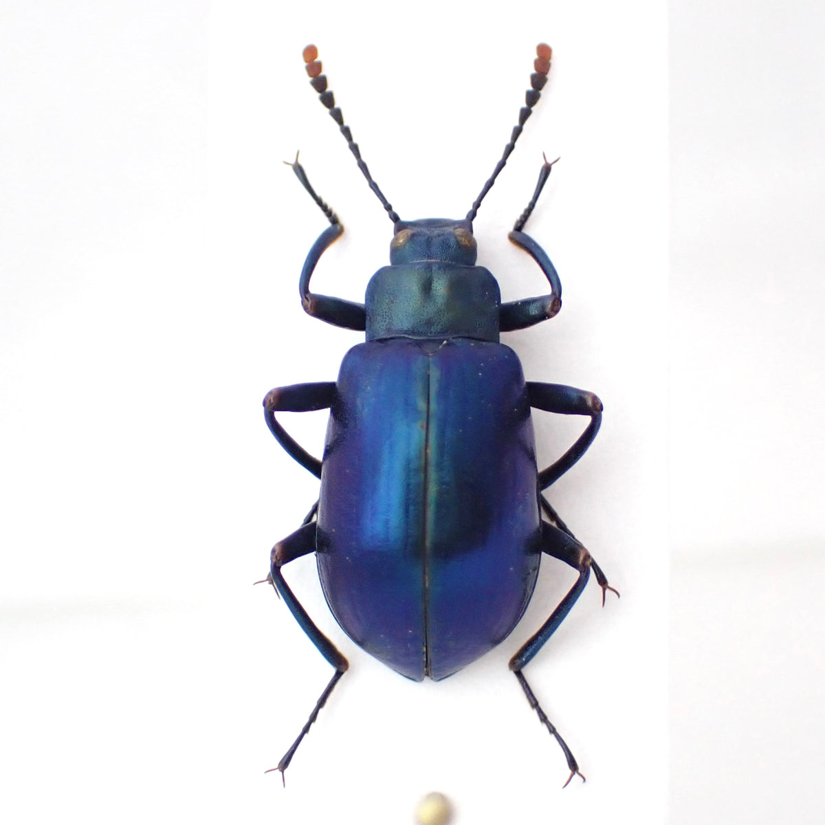 Peruvian burying beetle, mounted specimen