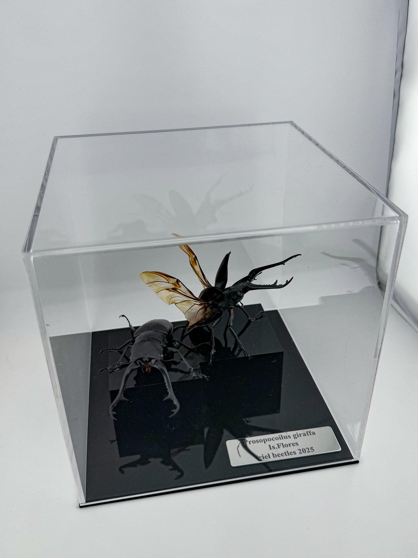 Prosopocoilus giraffa X.2025 Giraffe Stag Beetle