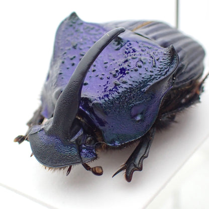 Guatemalan Rainbow Stag Beetle, pinned specimen