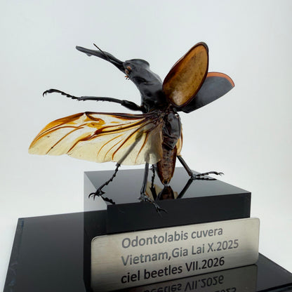 Odontolabis cuvera VII.2026