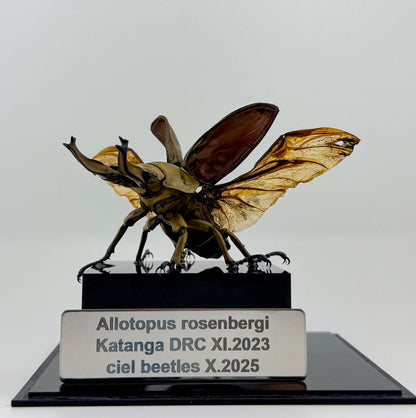 Allotopus rosenbergi (WD), October 2025