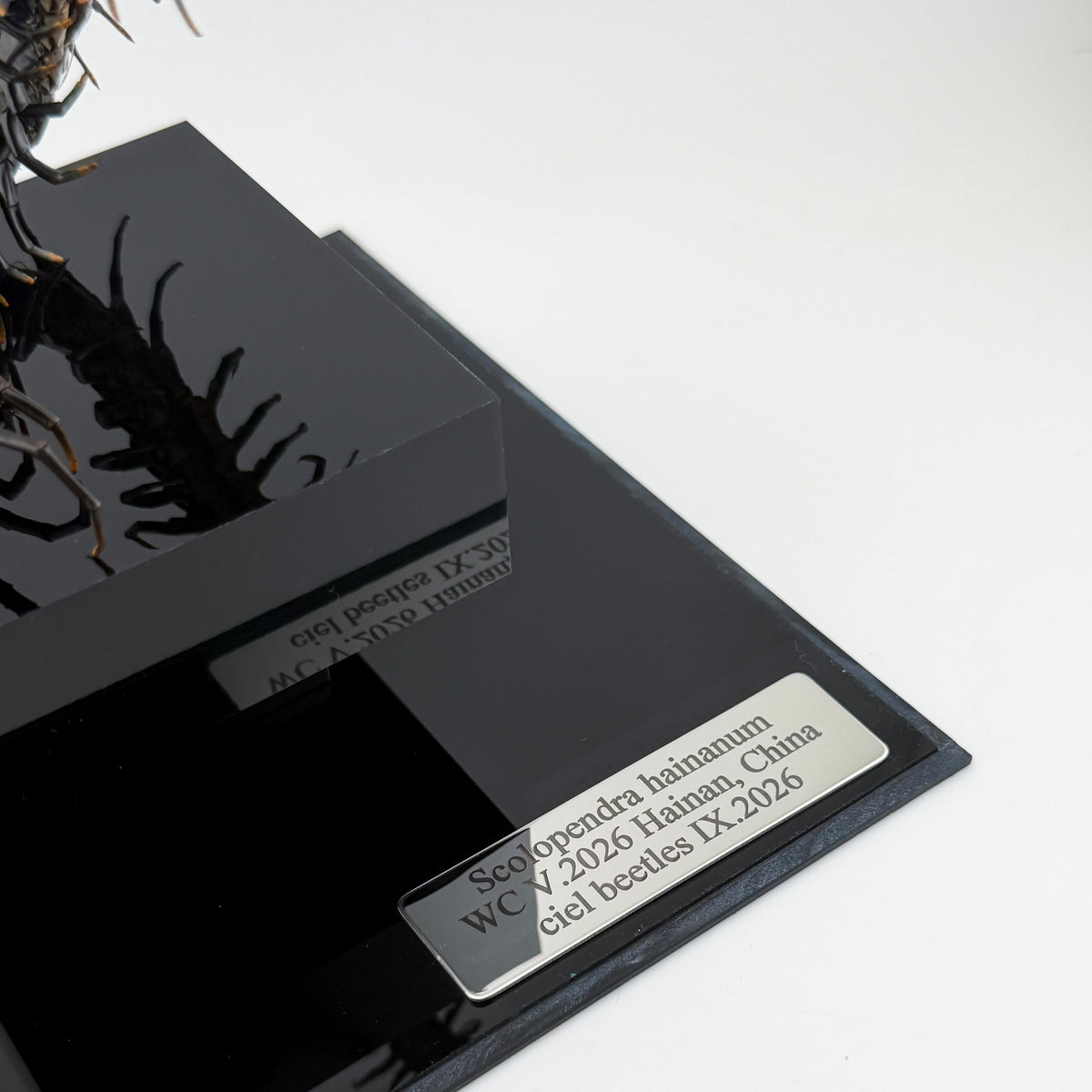 ハイナンブラックタイガーレッグ Scolopendra hainanum IX.2026