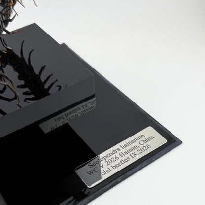 ハイナンブラックタイガーレッグ Scolopendra hainanum IX.2026