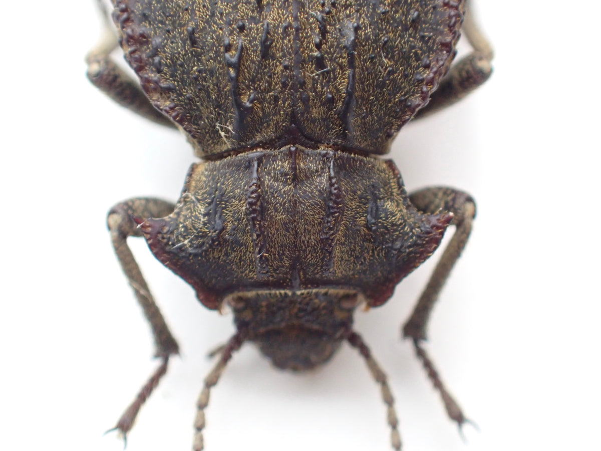 🇦🇷 A species of dung beetle, *Entomoderes draco*, mounted specimen