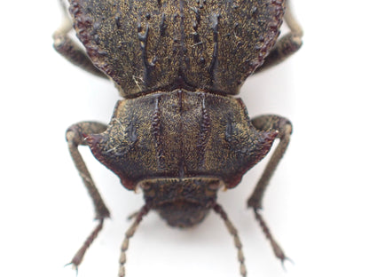 🇦🇷 A species of dung beetle, *Entomoderes draco*, mounted specimen