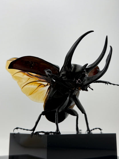 Chalcosoma Chiron ll.2026