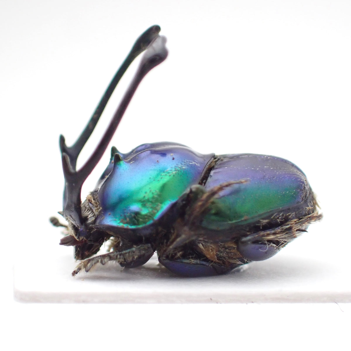 🇹🇿*Proagoderus ramosicornis* on a spreading board - single male