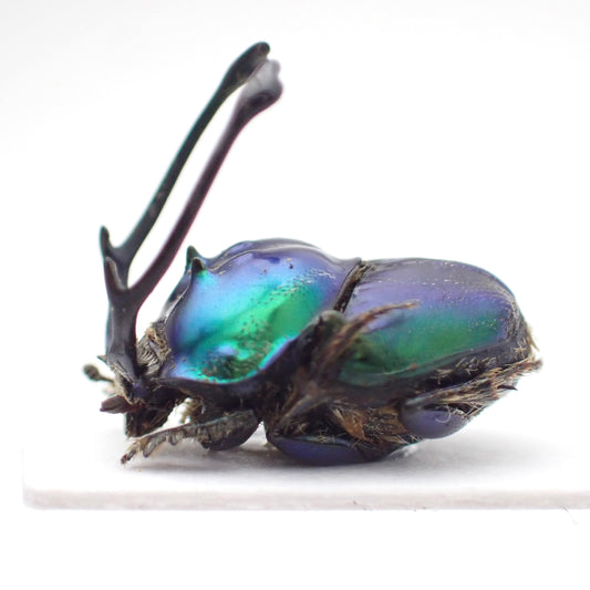 🇹🇿*Proagoderus ramosicornis* on a spreading board - single male