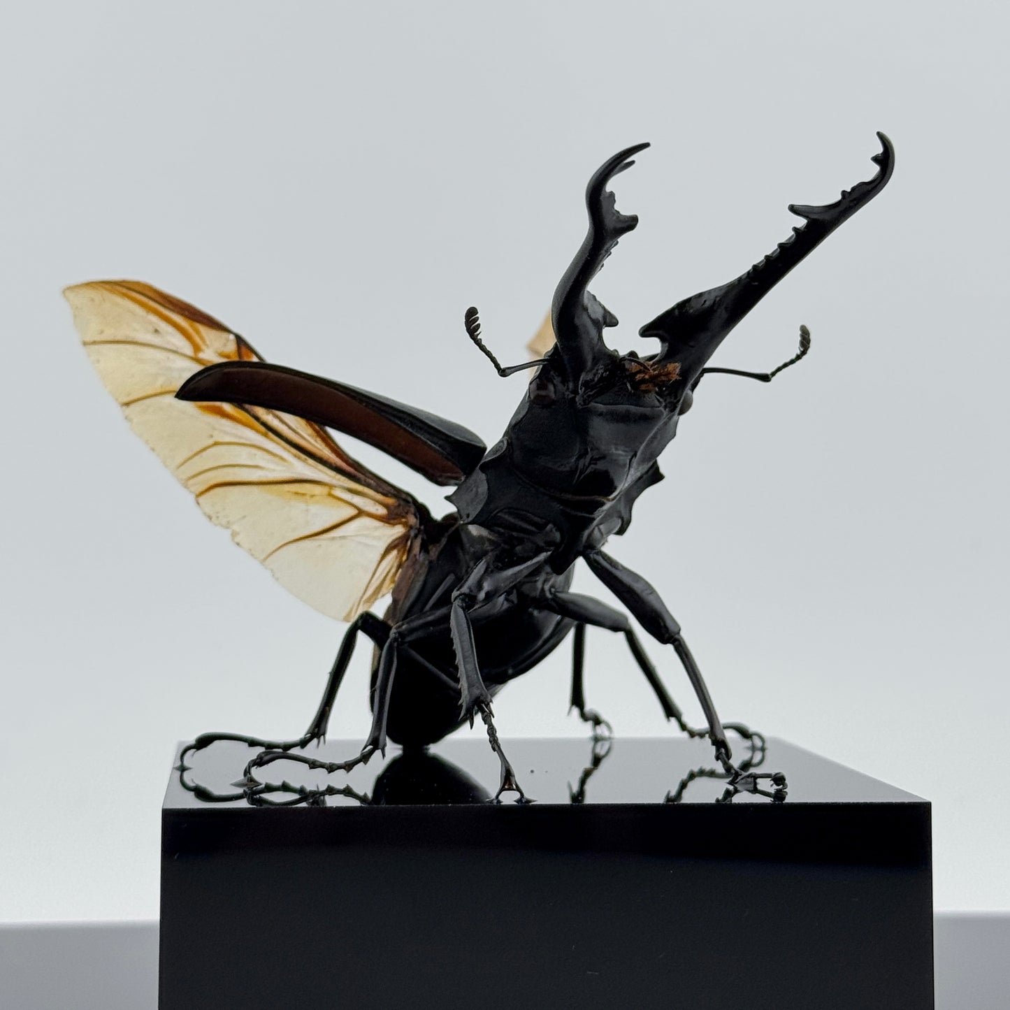 Giraffe Stag Beetle 2025