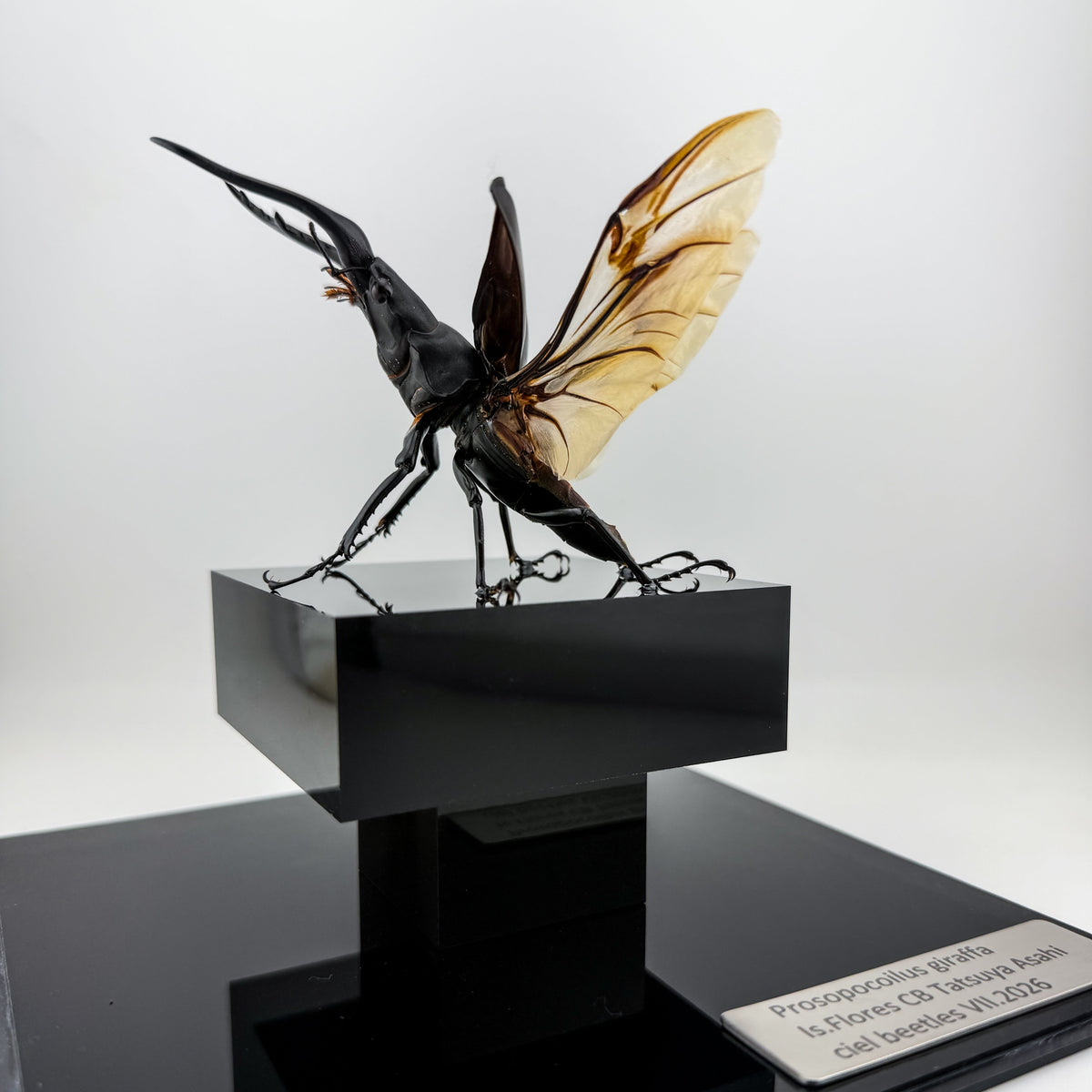 Prosopocoilus giraffa VII.2026