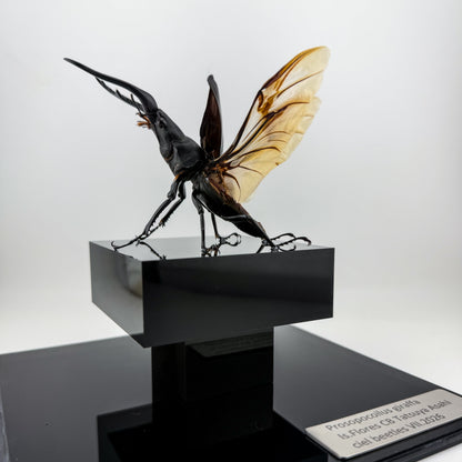 Prosopocoilus giraffa VII.2026
