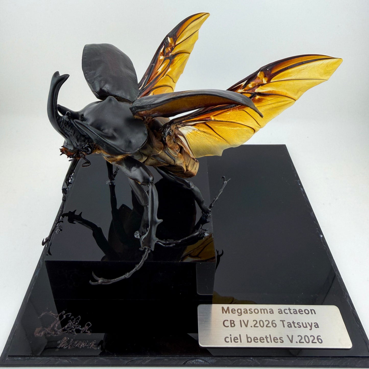 Megasoma actaeon V.2026