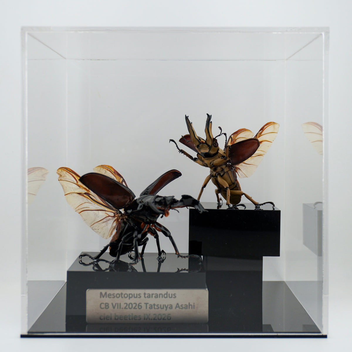 Mesotopus tarandus IX.2026 x Allotopus moellenkampi moseri VII.2026