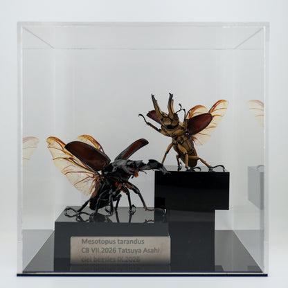 Mesotopus tarandus IX.2026 x Allotopus moellenkampi moseri VII.2026