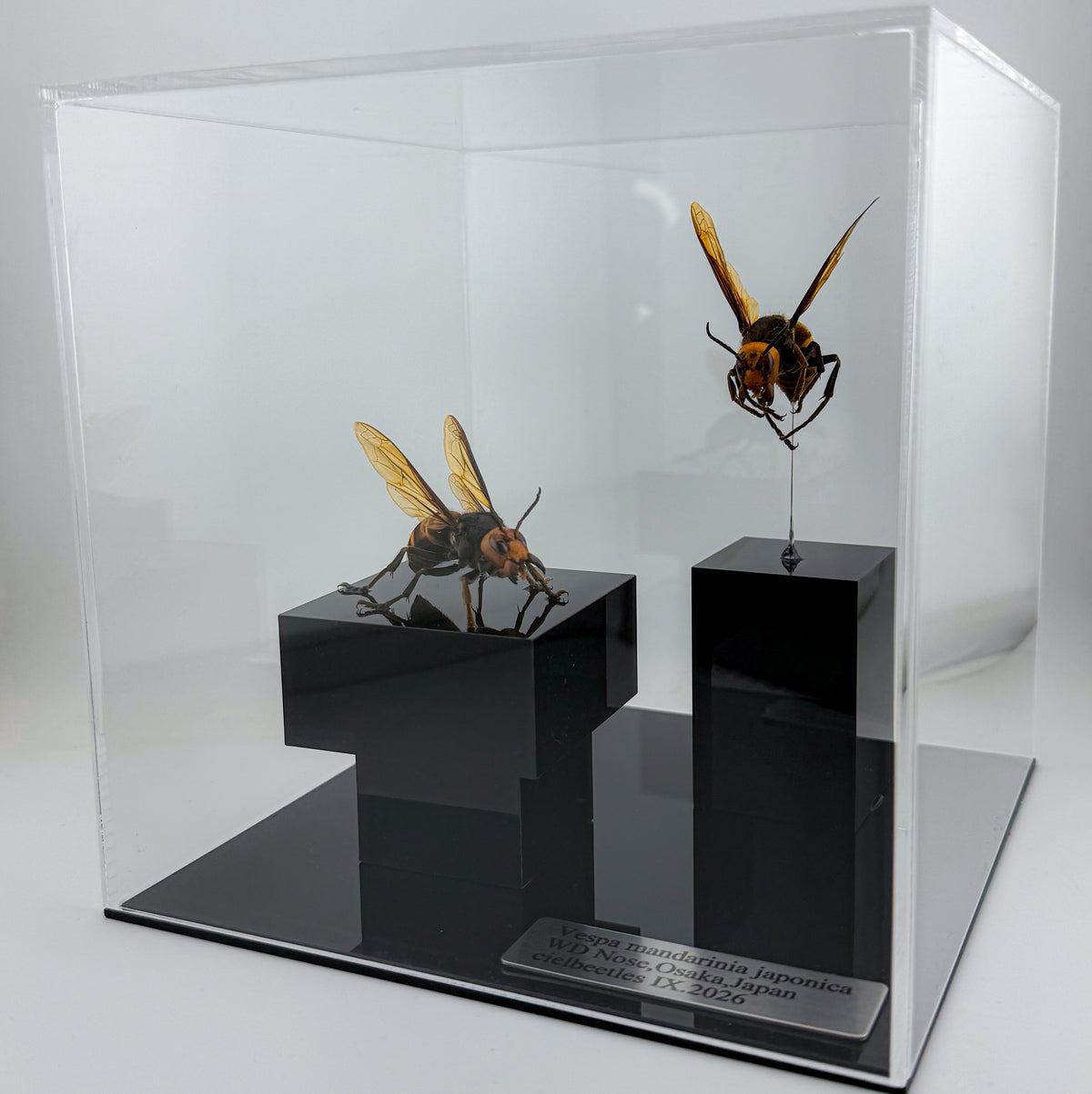 オオスズメバチ女王蜂 立体標本 Northern giant hornet Queen