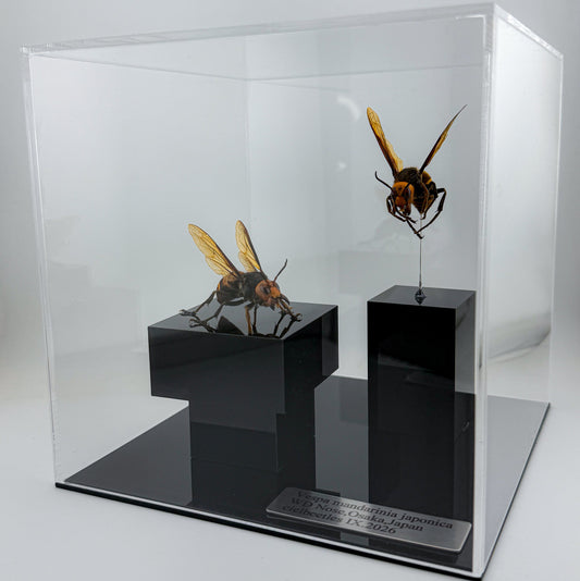 オオスズメバチ女王蜂 立体標本 Northern giant hornet Queen
