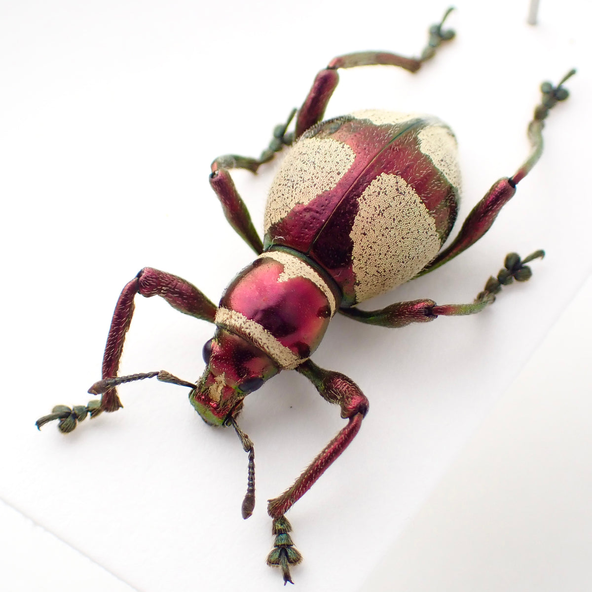 🇵🇭 A species of weevil, Pachyrhynchus pseudoamabilis, pinned specimen
