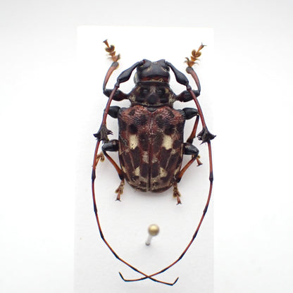 🇵🇪 Anisocerus sp. Mounted Specimen