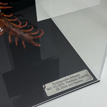 チェリーレッドセンチピート 立体標本 Scolopendra dehaani
IX.2026 ciel beetles