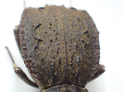 🇦🇷 A species of dung beetle, *Entomoderes draco*, mounted specimen