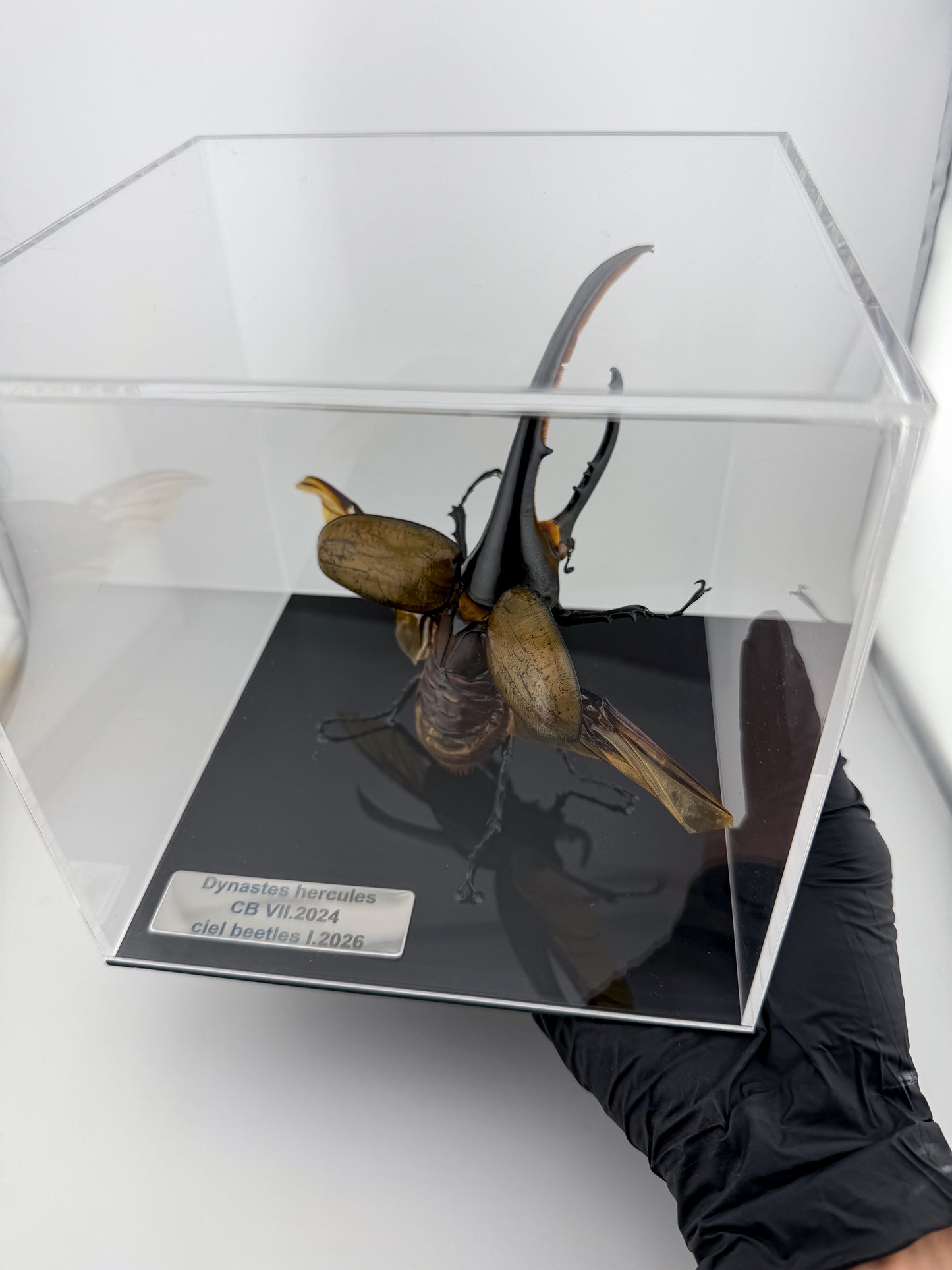 Dynastes hercules I.2026 Hercules beetle