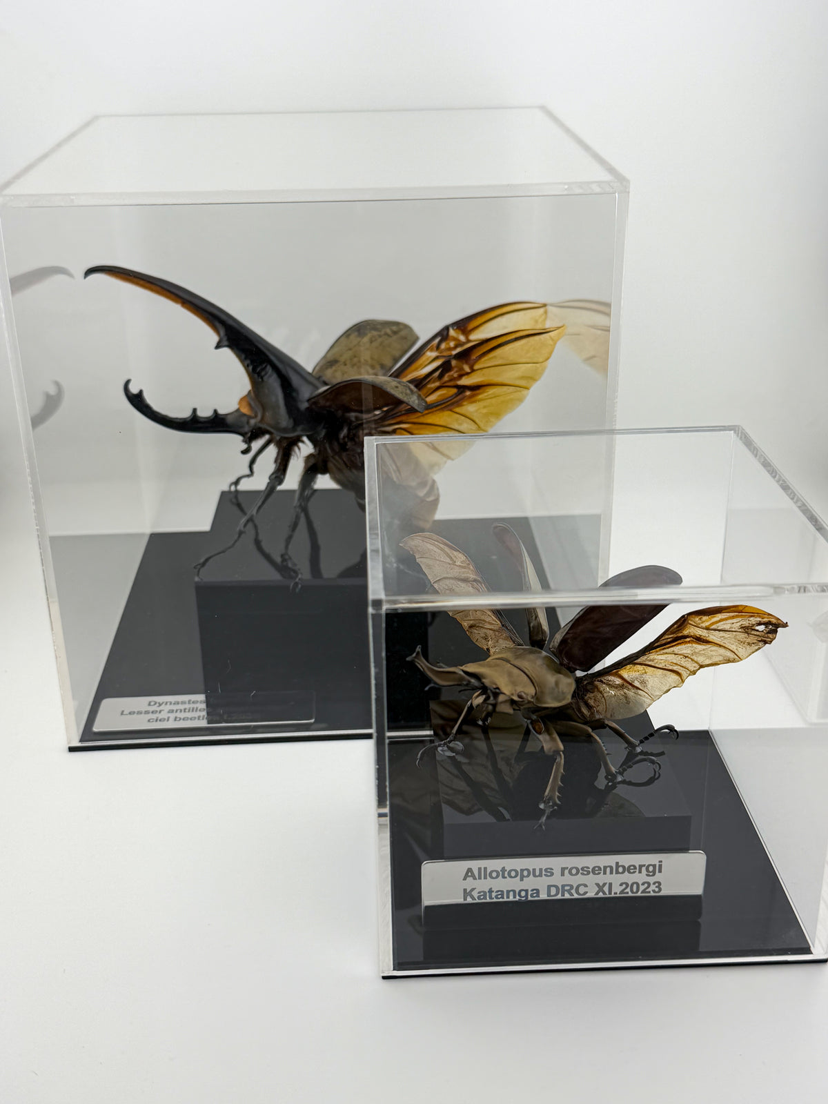 Allotopus rosenbergi (WD), October 2025