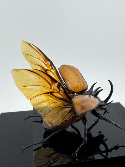 Eupatorus gracilicornis2025 Five-horned Rhinoceros Beetle