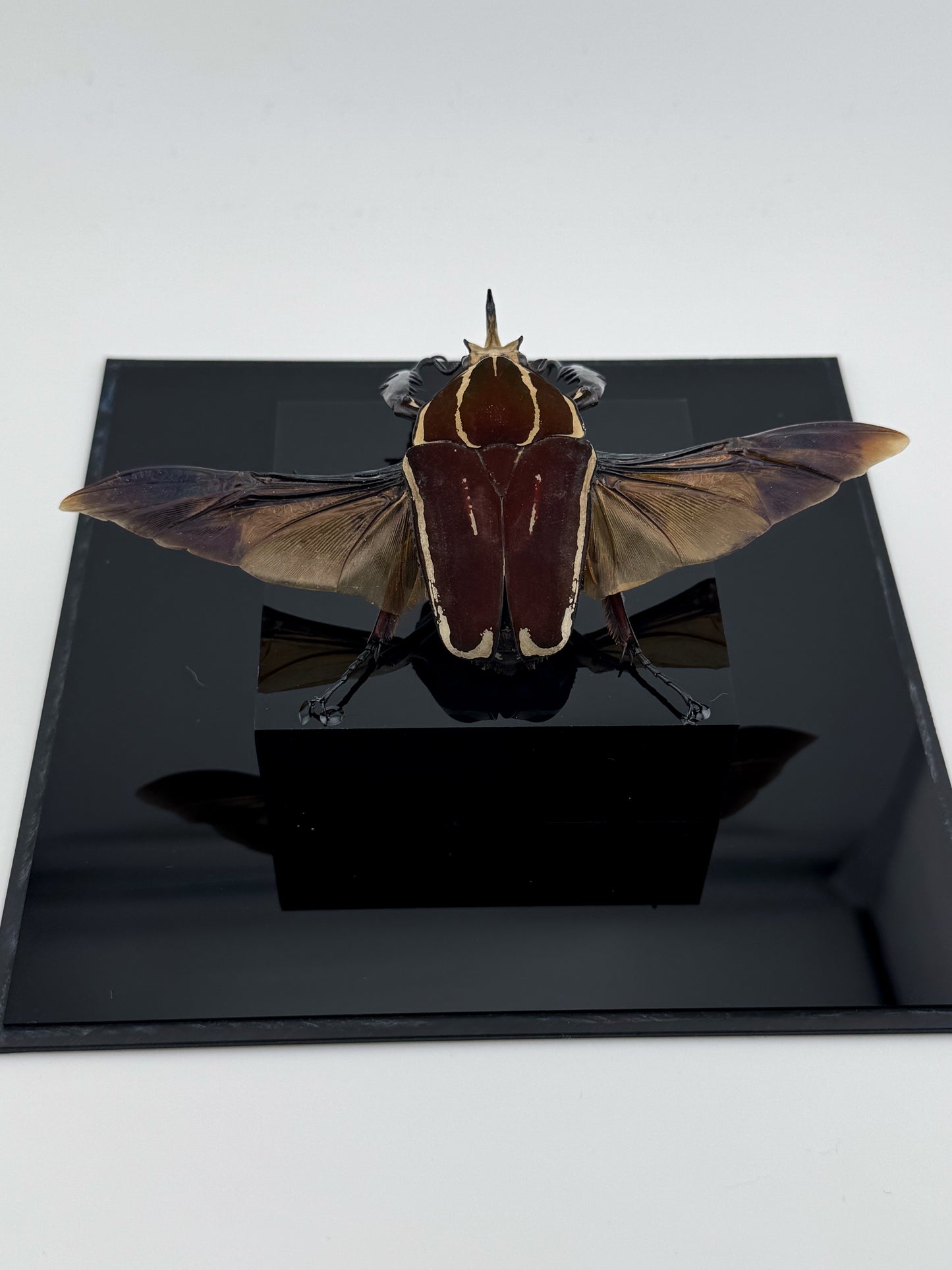 Mecynorhina ugandensis (Ugandan flower beetle)
