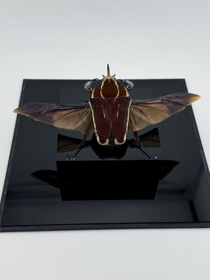 Mecynorhina ugandensis (Ugandan flower beetle)