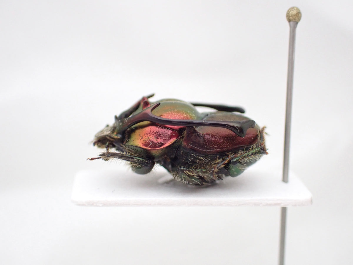 🇹🇿 *Proagoderus rangifer* (Stag Horned Dung Beetle) Pinned Specimen, Male Only