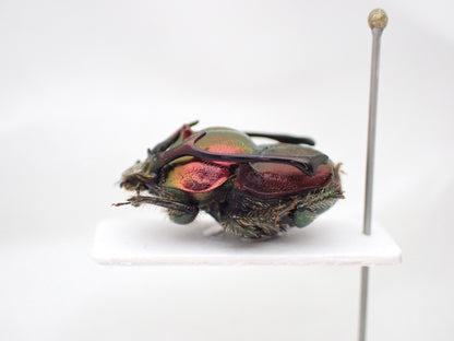 🇹🇿 *Proagoderus rangifer* (Stag Horned Dung Beetle) Pinned Specimen, Male Only