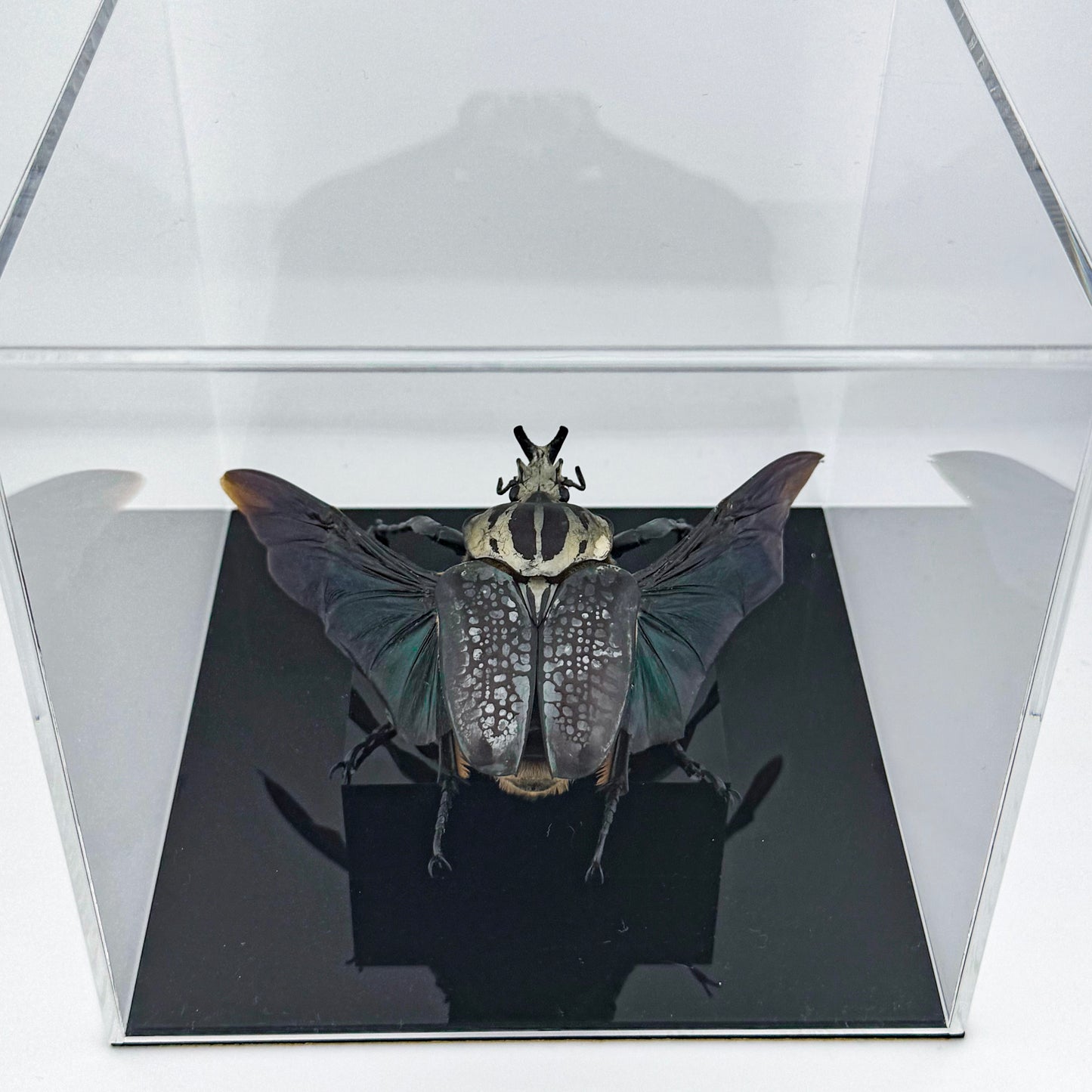 Goliathus goliatus meleagris VI.2025 Goliath Beetle
