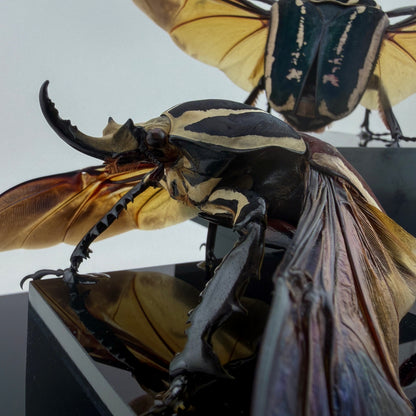 Mecynorrhina ugandensis VIII.2026